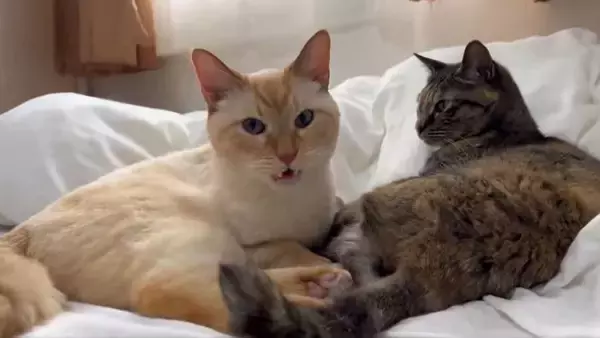 猫の「フレーメン反応」まさかのおかわり　ぽかーん顔を連発する猫ちゃんに爆笑