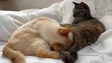 「猫の「フレーメン反応」まさかのおかわり　ぽかーん顔を連発する猫ちゃんに爆笑」の画像2