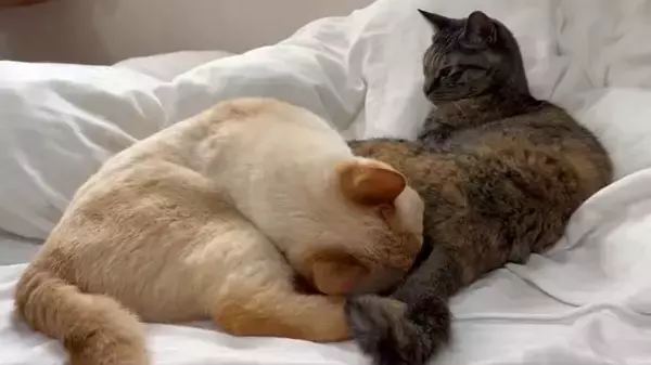 「猫の「フレーメン反応」まさかのおかわり　ぽかーん顔を連発する猫ちゃんに爆笑」の画像