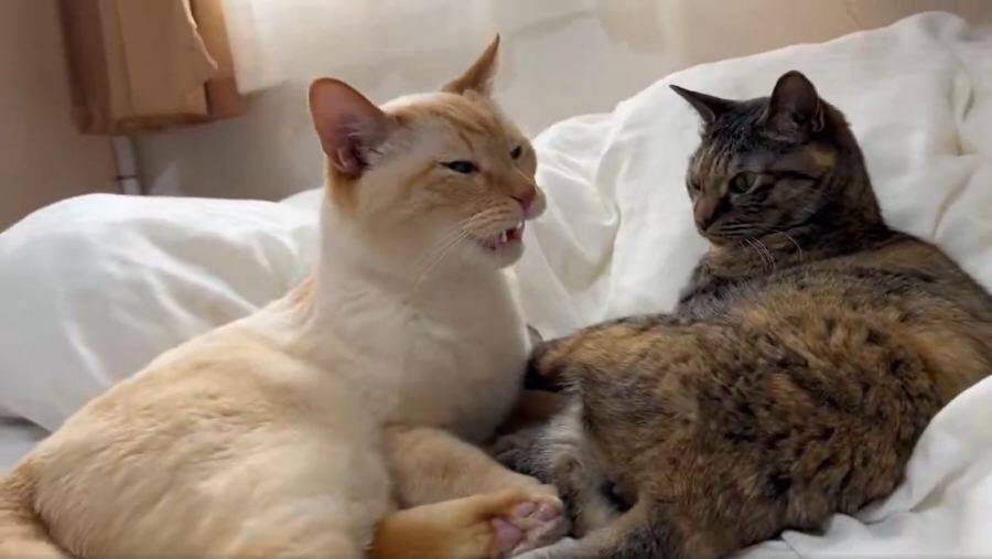 猫の「フレーメン反応」まさかのおかわり　ぽかーん顔を連発する猫ちゃんに爆笑