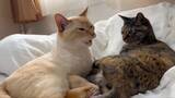 「猫の「フレーメン反応」まさかのおかわり　ぽかーん顔を連発する猫ちゃんに爆笑」の画像3