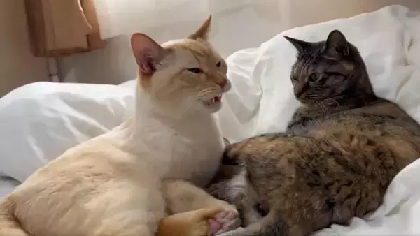 「猫の「フレーメン反応」まさかのおかわり　ぽかーん顔を連発する猫ちゃんに爆笑」の画像