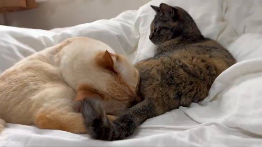 猫の「フレーメン反応」まさかのおかわり　ぽかーん顔を連発する猫ちゃんに爆笑