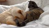 「猫の「フレーメン反応」まさかのおかわり　ぽかーん顔を連発する猫ちゃんに爆笑」の画像4