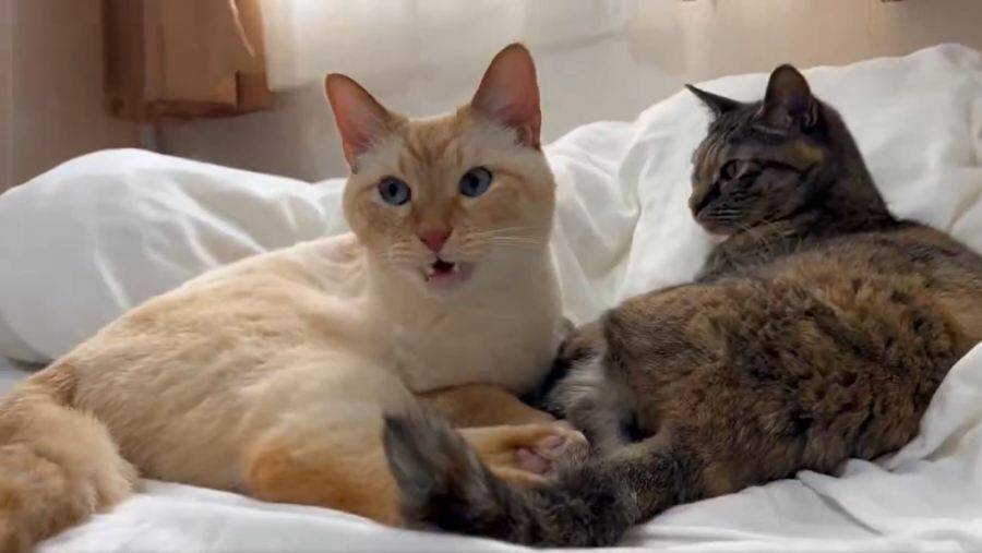 猫の「フレーメン反応」まさかのおかわり　ぽかーん顔を連発する猫ちゃんに爆笑