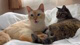 「猫の「フレーメン反応」まさかのおかわり　ぽかーん顔を連発する猫ちゃんに爆笑」の画像5