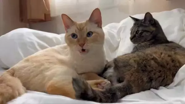 「猫の「フレーメン反応」まさかのおかわり　ぽかーん顔を連発する猫ちゃんに爆笑」の画像