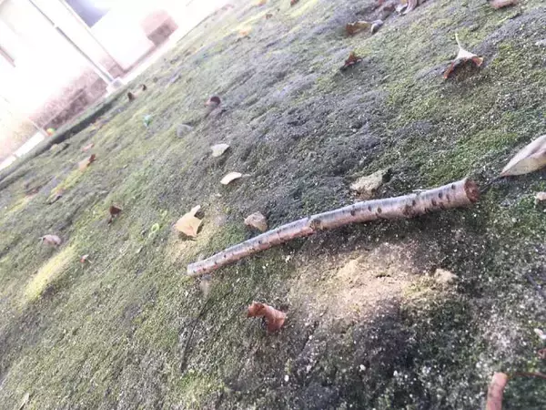 「Hondaがまさかの”屋外専用”オリジナルカードゲームを開発　親子で遊んでみた」の画像