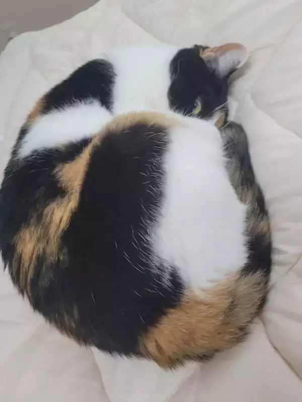 三毛柄の向こうからカメラをぎょろり！お昼寝する猫の“怖かわいい”1枚が話題