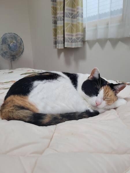 三毛柄の向こうからカメラをぎょろり！お昼寝する猫の“怖かわいい”1枚が話題