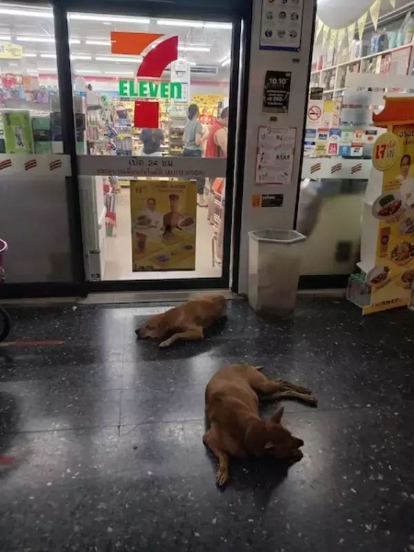 「タイと日本のセブン−イレブン、店先に広がる“決定的な違い”が話題」の画像