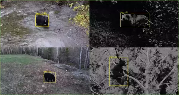 「AIがクマを検知して通知　既存の監視カメラと連携できる「MIRAI-X KUMA」出荷開始」の画像