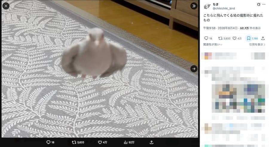 シュバッッッッ！！！カメラに向かって一直線“ミサイル”と化した鳩に4万いいね