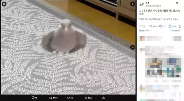 「シュバッッッッ！！！カメラに向かって一直線“ミサイル”と化した鳩に4万いいね」の画像