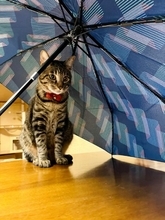 部屋干しの傘にすかさずIN　猫あるあるな“隠れスポット”