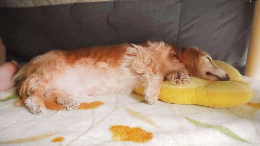 おいしそうなトンカツ……と思いきや　ワンコのお腹に食欲をそそられる方続出