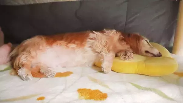 「おいしそうなトンカツ……と思いきや　ワンコのお腹に食欲をそそられる方続出」の画像