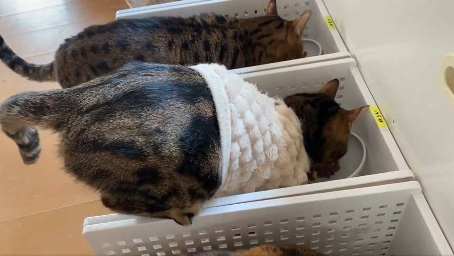 「一体全体どうした」アクロバティックすぎる猫の食事風景に爆笑