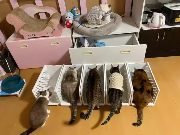 「「一体全体どうした」アクロバティックすぎる猫の食事風景に爆笑」の画像