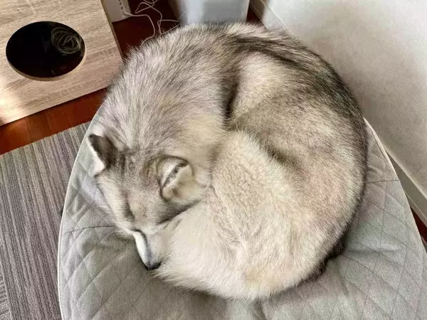 まるで猫？完璧な円を描くシベリアンハスキーの「ワンモナイト」