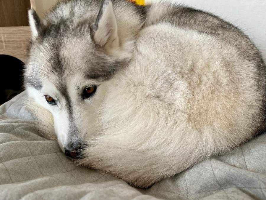 まるで猫？完璧な円を描くシベリアンハスキーの「ワンモナイト」