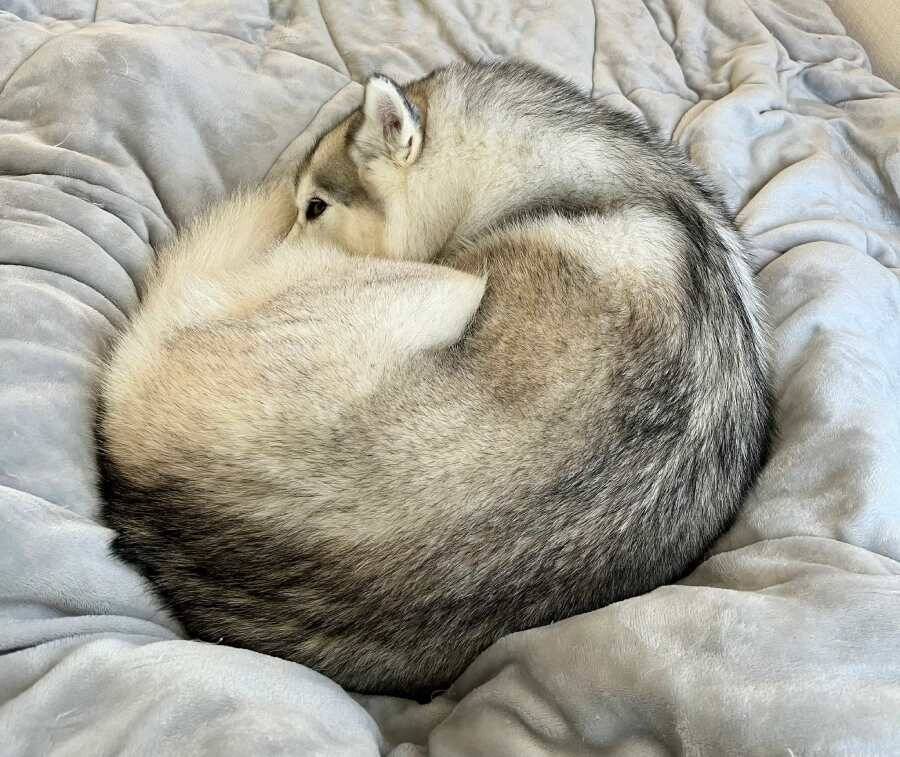 まるで猫？完璧な円を描くシベリアンハスキーの「ワンモナイト」