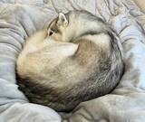 「まるで猫？完璧な円を描くシベリアンハスキーの「ワンモナイト」」の画像3