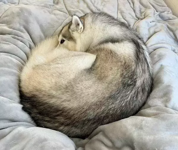 「まるで猫？完璧な円を描くシベリアンハスキーの「ワンモナイト」」の画像