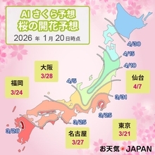 2026年「AIさくら予想」発表！　一番乗りは熊本・佐賀で3/20、東京は3/21に開花見込み