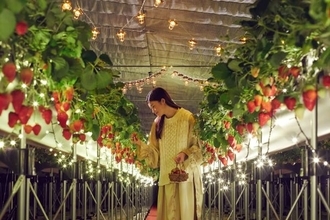 イルミネーション輝くハウスを貸し切り　静岡県のリゾナーレ熱海で夜のイチゴ狩りツアー