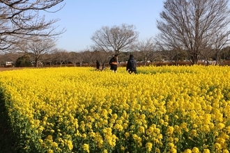一面黄色に染まる菜の花畑　国営海の中道海浜公園