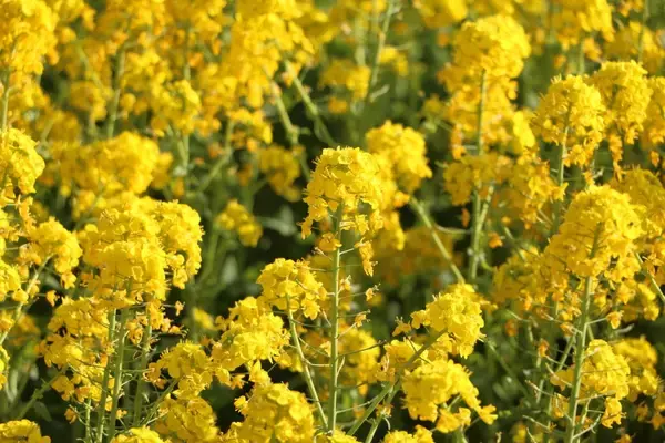 「一面黄色に染まる菜の花畑　国営海の中道海浜公園」の画像