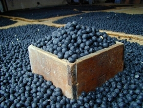 お節に欠かせない「丹波黒」出荷最盛期　大粒でふっくら、もっちり、日本農業遺産にも認定されている黒大豆