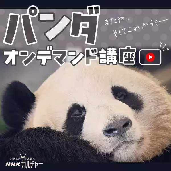 NHKカルチャーがオンデマンドで人気のパンダ講座を開催　30日間、何度でも推しパンダに会える