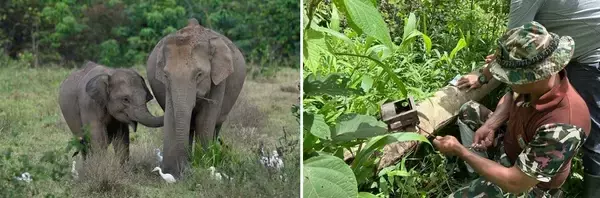 「セイコーエプソン、世界の森林保全と回復の取り組み強化　WWFとのパートナーシップで第2フェーズ開始」の画像
