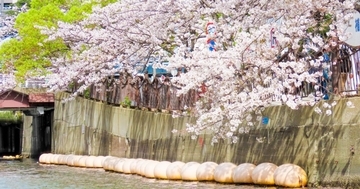 横浜の桜の名所「大岡川プロムナード」沿いをボートで巡る　3月20日から「お花見クルーズ2026」を開催