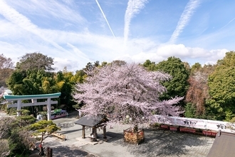 6.2キロ、700本の桜並木　「はだの桜みち」と名物ソメイヨシノ