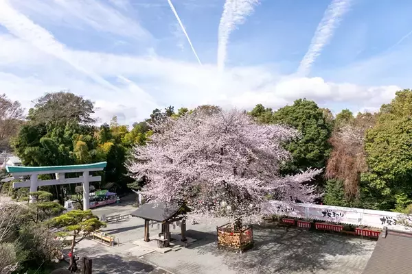 6.2キロ、700本の桜並木　「はだの桜みち」と名物ソメイヨシノ