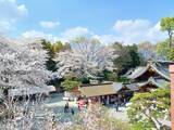 「6.2キロ、700本の桜並木　「はだの桜みち」と名物ソメイヨシノ」の画像2