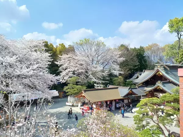 「6.2キロ、700本の桜並木　「はだの桜みち」と名物ソメイヨシノ」の画像