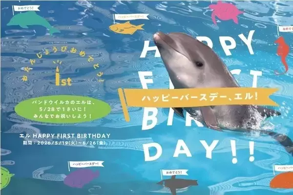 「エル」、1歳の誕生日おめでとう！　「仙台うみの杜水族館」、バンドウイルカの1歳記念イベントを開催