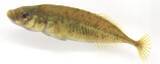 「60年を経てついに「新種」記載　埼玉の「県の魚」ムサシトミヨ」の画像1