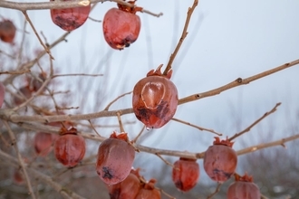 木の上で熟した「木熟柿」　青森の厳しい寒さが生み出した柿のデザートを府中のホテルで提供