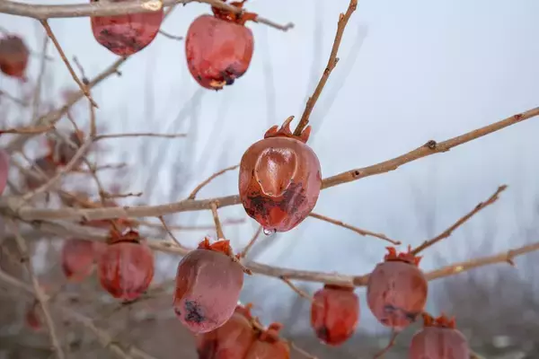 木の上で熟した「木熟柿」　青森の厳しい寒さが生み出した柿のデザートを府中のホテルで提供