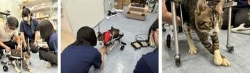 義肢装具学ぶ学生が動物のQOL向上へ研究会を発足　広島国際大学、動物病院や動物園と連携し治療の可能性を広げる