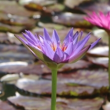 残暑を彩る熱帯性スイレン　めずらしい紫や青の花色