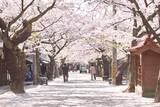 「春の旅は桜を満喫　宿場町を彩る桜並木を歩く」の画像1