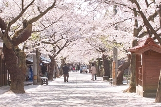 春の旅は桜を満喫　宿場町を彩る桜並木を歩く