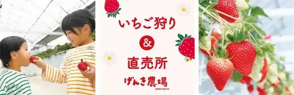 「あまりん」など5品種を食べ比べ　埼玉の「羽生農場」で1月31日からいちご狩りがスタート