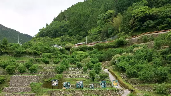 「【高知の山】林業の村からユズの里へ、知恵で未来をつないだ馬路村」の画像